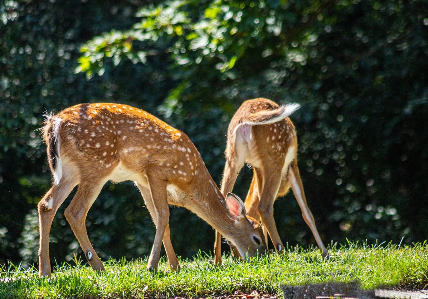 Two fawns grazing on green grass, photo by Karen Dinan